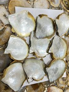 แม่ริมฝีปากสีเหลืองธรรมชาติทำขึ้นเองของเปลือกหอยมุกมีหลายรูปทรงและเพื่อการขายต่อ - Product Image 4