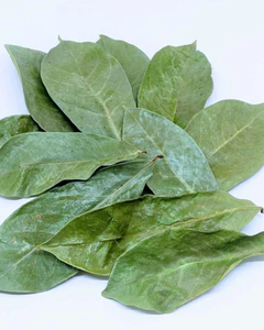 FEUILLES DE SOURSOP FRAÎCHEMENT RÉCOLTÉES ET NATURELLEMENT SÉCHÉES-DIRECTE DES FERMES DU VIETNAM À VOUS - Product Image 3