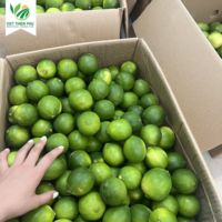 VIET THIEN PHU VTP/OL-28 Vente en gros de haute qualité Citron vert sans pépins Citron vert citron frais prêt à expédier