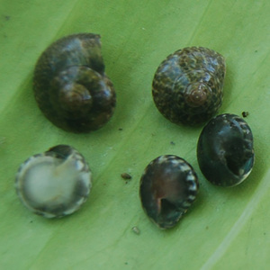 Joyería de Conchas Marinas de Indonesia, Pintadas con Motivos Animales, Forma Natural, Tamaño Pequeño 1-2cm, Conchas Pulimentadas - Product Image 5