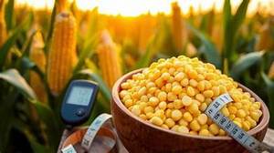 Maíz amarillo enlatado a base de plantas listo para comer alimentos saludables para el refuerzo inmunológico y el apoyo digestivo - Product Image 2