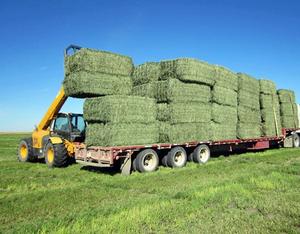 100% Pureza Alfalfa Hay para alimentación de caballos y ganado Mejora de la nutrición animal - Product Image 1