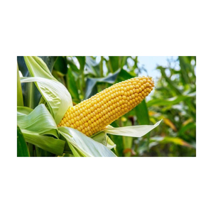 Granos de maíz dulce congelado IQF a granel Amarillo Grado alimenticio maduro Estilo seco Estante superior Origen Embalaje de almacenamiento de peso pesado - Product Image 5