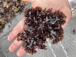 Best Price 100% Organic <b>Natural</b> High Quality <b>Sea</b> <b>Moss</b> / Wildcrafted Sun Dried Seamoss From Vietnam / Ms. Beatrix - Product Image 3