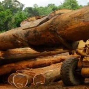 Exportadores de palisandro negro hecho a mano - Product Image 2