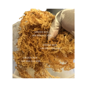 Meilleur prix Mousse de mer de mousse de mer séchée brute Wildcrafted Vietnam (Mia: + 84 984 012 434) - Product Image 1