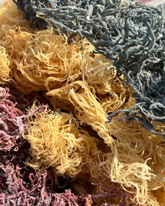 Fabricante de Musgo Marino Seco, Etiqueta Privada OEM Disponible - Product Image 5