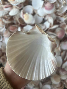 Concha de Vieira Natural Premium, Concha Marina Blanca de Gran Tamaño, Seleccionada a Mano, Espécimen Oceánico para Decoración Costera y Exhibición en el Hogar - Product Image 3