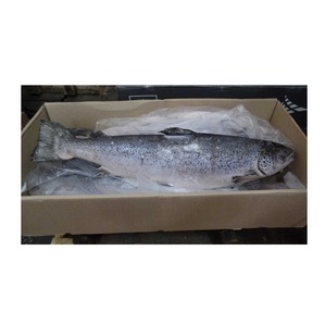 Meilleur prix d'usine de poisson de fruits de mer surgelés originaux | Achat/commande de poisson de saumon frais et surgelé disponible en grande quantité - Product Image 3