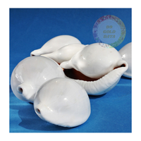 Fourniture en gros de coquillages Ovula Ovum de qualité supérieure-Coquilles d'oeufs cauri exquises une finition naturelle brillante pour l'artisanat à grande échelle