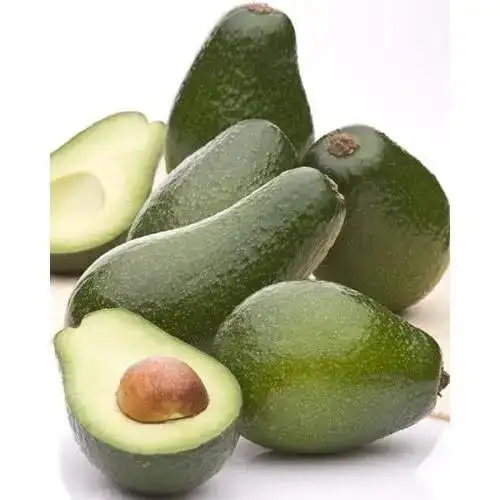Fresh Avocado fresh fruit/ Green Avocado fresh fruit