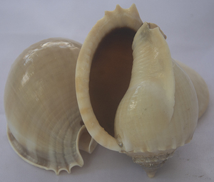 Phalium bandatum เปลือกหอยธรรมชาติขัดจากครอบครัว cassidae รูปแบบสัตว์ขนาดเล็กสำหรับเครื่องประดับ - Product Image 3