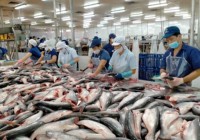 Filet de poisson Pangasius congelé du Vietnam, 10 kg, bien éviscéré, 100 % pur, faible teneur en sel, sans additifs, qualité LQF