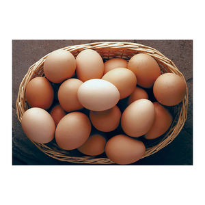 Huevos frescos marrones suministrados en stock para compradores globales con entrega confiable - Product Image 5