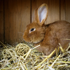 ลูกบอลหญ้าทะเลกระต่ายนานาชนิดของเล่นสำหรับกัดสีธรรมชาติเป็นมิตรกับสิ่งแวดล้อมเคี้ยวได้ของเล่นสำหรับกระต่ายแฮมสเตอร์หนูนกเจอร์บิล - Product Image 4