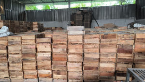 เรซินเบนจามินหมากฝรั่งเบนจามินผลิตภัณฑ์ทางการเกษตร - Product Image 3