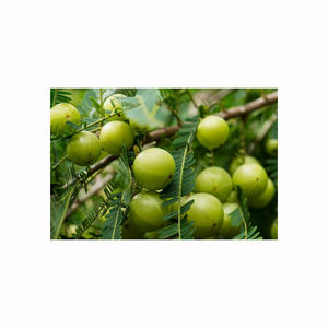 Amla orgánica de alta calidad, fruta fresca para procesamiento herbal, productos de salud, supermercados y compradores al por mayor - Product Image 4