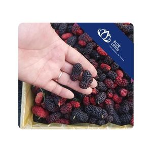 ÉXITO DE VENTAS Moras Congeladas para Procesamiento de Jugos, Smoothies y Fabricación de Alimentos, para Pedidos al por Mayor y Personalizados, Vietnam - Product Image 1
