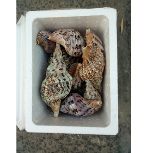 Coquillages de trompette vietnamiens haut de gamme pour le style intérieur côtier, les magasins d'aquarium, les kits de souvenirs et les artisans de l'océan - Product Image 3