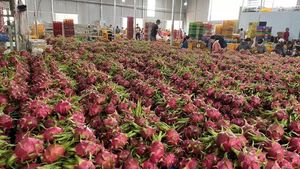 Groothandel Vers Rood Dragon Fruit Uit Vietnam Geëxporteerd Naar India China Korea Taiwan Voor Landbouw Gebruik