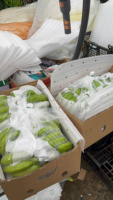 Premium Vietnamese Cavendish Bananen – Gladde Textuur, Zoete Smaak, Perfect voor Foodservice