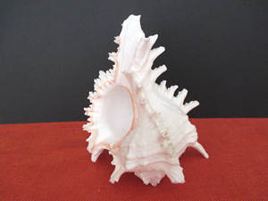 Conchas marinas de Caracol de concha de Murex blanca grande para la decoración del hogar-conchas de caracol de mar de Reina caliente de Vietnam - Product Image 6