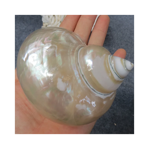 Vente en gros d'usine Coquille de conque naturelle de grande taille Corail poli Perle naturelle Étoile de mer Coquille de conque pour l'exportation du Vietnam 99G - Product Image 6