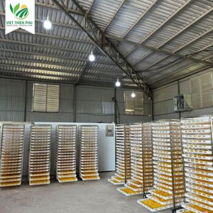 Mangue séchée biologique VTP - Goût naturellement sucré - 100% mangue fraîche - Sans conservateurs - Fruit tropical sain - Product Image 6