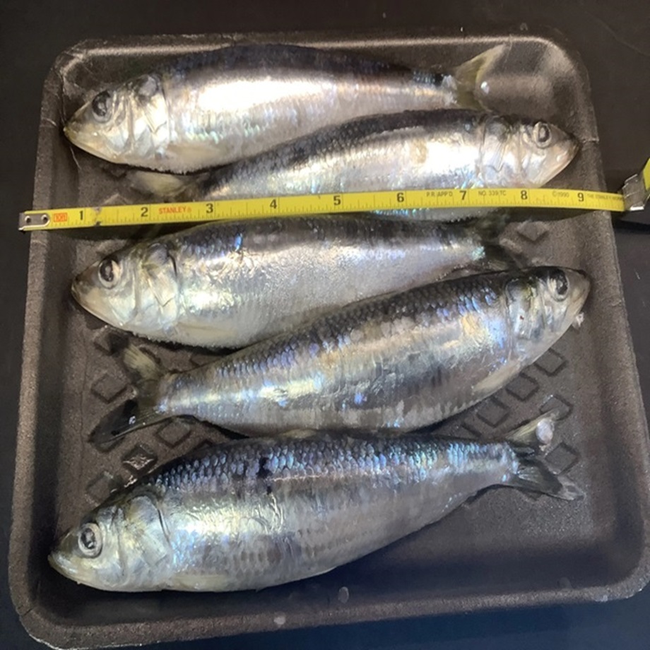 Hering Fish Quality Dried Fish for Wholesale Retail - Main Image