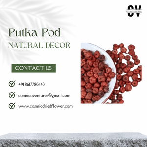 พรีเมี่ยมคุณภาพขายส่ง Putka Pod Potpourri สําหรับงานแต่งงานงานบ้านตกแต่งสํานักงานและการจัดดอกไม้แห้ง - Product Image 5