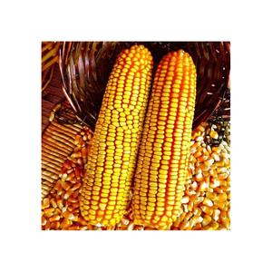 Graines de maïs jaune glutineux en gros, 100 % naturelles, de haute qualité, riches en protéines, séchées pour l'alimentation des volailles et des animaux - Product Image 5