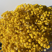 Arche de mariage personnalisée en gypsophile séché, écologique et durable, toile de fond florale naturelle préservée, taille moyenne, pour Halloween