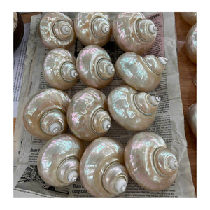 Coquille de conque blanche et coquille de conque verte pour les thèmes de spa et les cadeaux fournis par le fabricant vietnamien 99 Gold Data - Product Image 6