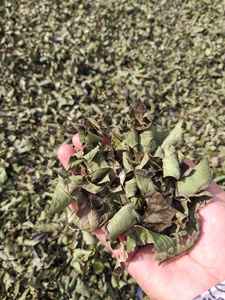 Bulk Dried Guava Leaves for <b>Tea</b> & Extracts From 100% Natural Leaf No Additives - Product Image 5