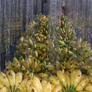 โปรตีนเชค 330 มล. รสคุกกี้ครีม น้ำผลไม้บดละเอียด ไขมันต่ำ คั้นสด กล่อง ตัวอย่างฟรี รับผลิตแบรนด์ส่วนตัว จัดหาจากเวียดนาม ส่งออกทั่วโลก - Product Image 6