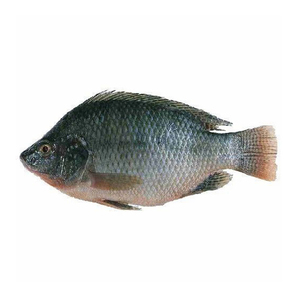 ฟาร์มปลานิลแช่แข็งคุณภาพสูงแช่แข็งได้อย่างรวดเร็วและบรรจุจำนวนมากสำหรับการจัดหาขายส่ง - Product Image 2