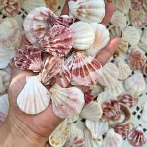 Fournisseur en gros de coquilles de coquillages naturelles et de coquilles de diamant en provenance du Vietnam pour la décoration et l'artisanat - Product Image 1