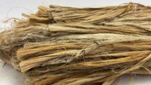 Fibra de Yucca Natural, Cuerda Ecológica Cruda para Fabricación de Cepillos, Suministro al por Mayor para Exportación - Product Image 2