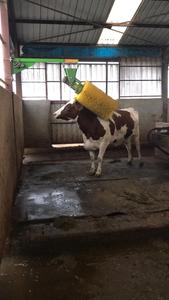 Nuevo cepillo cómodo para ganado con motor y rodamiento giratorio y diseño vertical para vacas - Product Image 3