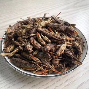 Grillos Secos en Paquete a Granel, Perfectos para Mayoristas, Restaurantes o Tiendas Especializadas - Product Image 2