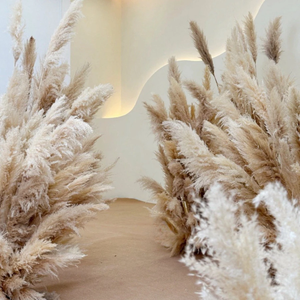 Herbe de pampa 2025 vendue à chaud-Décor floral doux et élégant pour mariages, bouquets et intérieurs Herbe de pampa séchée du Vietnam - Product Image 5