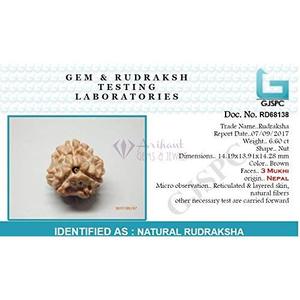 ARIHANT GEMS & JEWELS Perles en bois de Rudraksha népalais 3 Mukhi, Rudraksha marron pour des fins spirituelles - Product Image 6