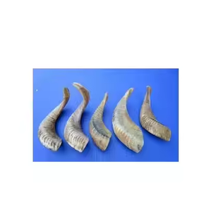 Corne fait à la main fabriquée à la main véritable corne de mouton 100% fait à la main meilleure qualité corne de mouton par artisanat croissant - Product Image 2