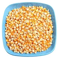 Maíz amarillo de la India los vendedores de maíz seco maíz amarillo/maíz de alta proteína de maíz amarillo para la alimentación Animal maíz amarillo