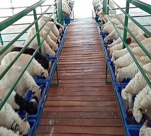 Mejor Establo Elevado para Cabras, Estructura de Acero Ligero ASTM para Ganado con Servicios de Soldadura, Corte y Doblado - Product Image 5