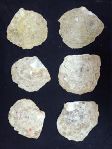 Coquilles de nacre sur mesure en tailles assorties à des fins décoratives, disponibles en tailles assorties - Product Image 3