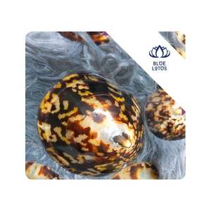 Concha de limpeto en OFERTA para manualidades, ensamblaje, exhibición y proyectos de diseño, suministro para producción en masa, Vietnam - Product Image 1