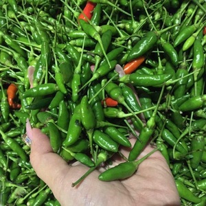 Chile verde congelado Chile orgánico vietnamita buen precio con alta calidad - Product Image 6