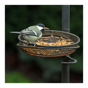 ALTA CALIDAD | GUSANOS SECOS/LARVAS SOLDADAS NEGRAS CON ALTA PROTEÍNA DE VIET NAM - Product Image 6