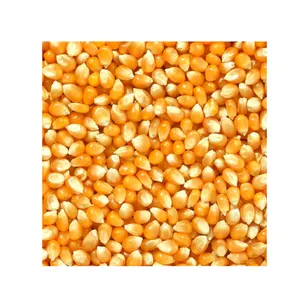 الصادرات العالمية الأعلى مبيعًا الذرة الصفراء غير المعدلة وراثيا/الذرة الصفراء والذرة البيضاء/الذرة الصفراء المجففة بالهواء للبيع